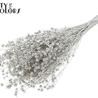 QC Getrockneter Flachs | Farbe: Platinfarben | Linum Trockenblumen | Länge ± 50 Zentimeter | Gewicht 150 Gramm | Pro Bund