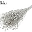 Gedroogd Vlas | Kleur: Platinakleurig | Linum Droogbloemen | Lengte ± 50 centimeter | Gewicht 150 gram | Per bos