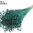 Lin séché | Couleur : Turquoise | Fleurs séchées de lin | Longueur ± 50 centimètres | Poids 150 grammes | Par bouquet