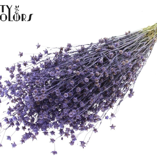 Dried Flax | Colour: Milka Purple | Linum Dried Flowers | Length ± 50 centimetres | Weight 150 grams | Per bunch