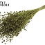 Dried Flax | Colour: Mint Green | Linum Dried Flowers | Length ± 50 centimetres | Weight 150 grams | Per bunch