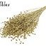 Dried Flax | Colour: Gold with Glitter | Linum Dried Flowers | Length ± 50 centimetres | Weight 150 grams | Per bunch
