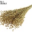 Gedroogd Vlas | Kleur: Naturel Bruin | Linum Droogbloemen | Lengte ± 50 centimeter | Gewicht 150 gram | Per bos