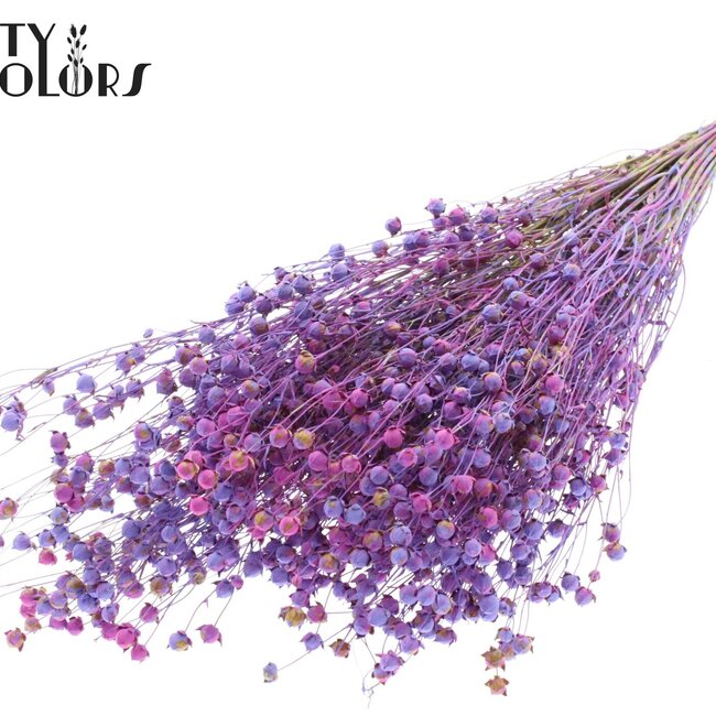 Lin séché | Couleur : Multicolore Lilas | Linum Fleurs séchées | Longueur ± 50 centimètres | Poids 150 grammes | Par bouquet