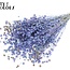 Dried Flax | Colour: Multicoloured Light Blue | Linum Dried Flowers | Length ± 50 centimetres | Weight 150 grams | Per bunch