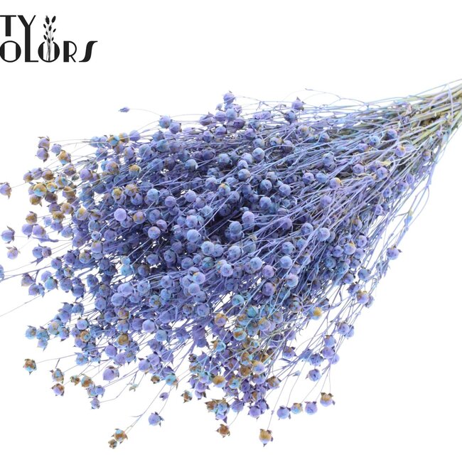 Dried Flax | Colour: Multicoloured Light Blue | Linum Dried Flowers | Length ± 50 centimetres | Weight 150 grams | Per bunch