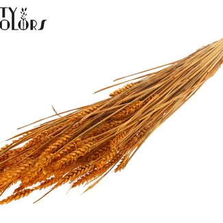 QC Sun-Bleached Wheat | Colour: Apricot | Triticum Dried Flowers | Length ± 60 centimetres | Weight 220 grams | Per bunch