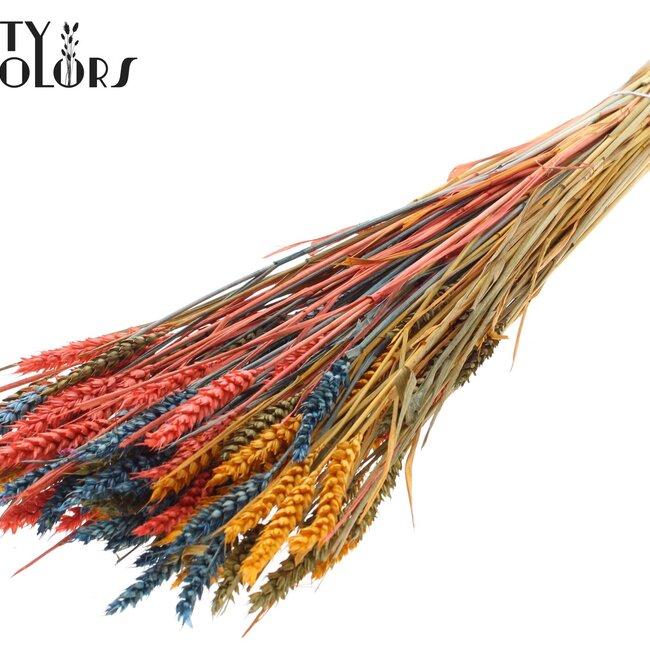 Sun-Bleached Wheat | Colourful 6 | Colour: Mixed Colours | Triticum Dried Flowers | Length ± 60 centimetres | Weight 220 grams | Per bunch