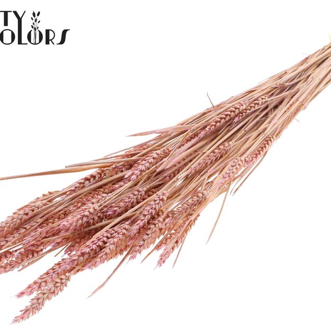 Sun-bleached Wheat | Colour: Pearl Pink | Triticum Dried Flowers | Length ± 60 centimetres | Weight 220 grams | Per bunch