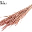 Sun-bleached Wheat | Colour: Pearl Pink | Triticum Dried Flowers | Length ± 60 centimetres | Weight 220 grams | Per bunch