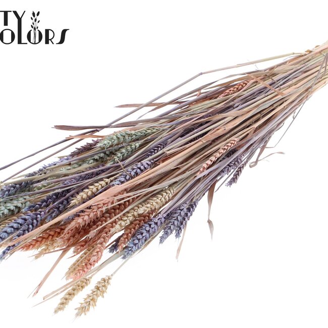 Sun-Bleached Wheat | Colourful 1 | Colour: Mixed Colours | Triticum Dried Flowers | Length ± 60 centimetres | Weight 220 grams | Per bunch