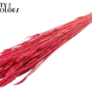 QC Sun-Bleached Wheat | Colour: Cherry-Coloured | Triticum Dried Flowers | Length ± 60 centimetres | Weight 220 grams | Per bunch