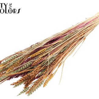 QC Sun-Bleached Wheat | Pumpkin Spice | Colour: Mixed Colours | Triticum Dried Flowers | Length ± 60 centimetres | Weight 220 grams | Per bunch