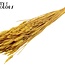 Sun-Bleached Wheat | Colour: Yellow | Triticum Dried Flowers | Length ± 60 centimetres | Weight 220 grams | Per bunch