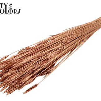 QC Sun-Bleached Wheat | Colour: Copper | Triticum Dried Flowers | Length ± 60 centimetres | Weight 220 grams | Per bunch