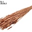 Sun-Bleached Wheat | Colour: Copper | Triticum Dried Flowers | Length ± 60 centimetres | Weight 220 grams | Per bunch