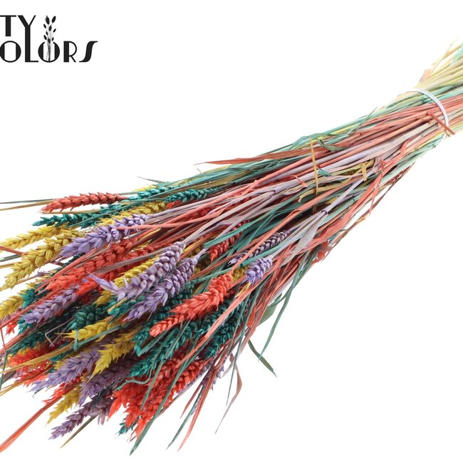 Sun-Bleached Wheat | Colourful 5 | Colour: Mixed Colours | Triticum Dried Flowers | Length ± 60 centimetres | Weight 220 grams | Per bunch
