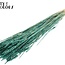 Sun-Bleached Wheat | Colour: Pearl Turquoise | Triticum Dried Flowers | Length ± 60 centimetres | Weight 220 grams | Per bunch