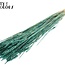 Sun-Bleached Wheat | Colour: Pearl Turquoise | Triticum Dried Flowers | Length ± 60 centimetres | Weight 220 grams | Per bunch
