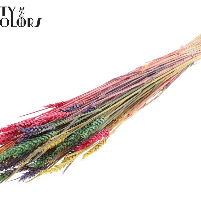 Sun-Bleached Wheat | Colourful 2 | Colour: Mixed Colours | Triticum Dried Flowers | Length ± 60 centimetres | Weight 220 grams | Per bunch