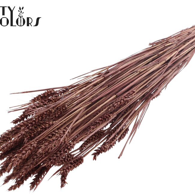 Sun-Bleached Wheat | Colour: Brown | Triticum Dried Flowers | Length ± 60 centimetres | Weight 220 grams | Per bunch