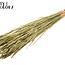 Sun-Bleached Wheat | Colour: Antique Green | Triticum Dried Flowers | Length ± 60 centimetres | Weight 220 grams | Per bunch
