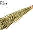 Sun-Bleached Wheat | Colour: Antique Green | Triticum Dried Flowers | Length ± 60 centimetres | Weight 220 grams | Per bunch