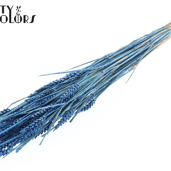 Sun-Bleached Wheat | Colour: Pearl Blue | Triticum Dried Flowers | Length ± 60 centimetres | Weight 220 grams | Per bunch