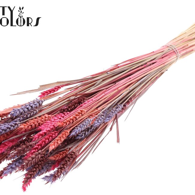Sun-Bleached Wheat | Colourful 9 | Colour: Mixed Colours | Triticum Dried Flowers | Length ± 60 centimetres | Weight 220 grams | Per bunch
