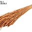 Sun-Bleached Wheat | Colour: Frosted Salmon | Triticum Dried Flowers | Length ± 60 centimetres | Weight 220 grams | Per bunch