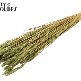 QC Sun-Bleached Wheat | Colour: Light Green | Triticum Dried Flowers | Length ± 60 centimetres | Weight 220 grams | Per bunch