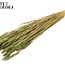 Sun-Bleached Wheat | Colour: Light Green | Triticum Dried Flowers | Length ± 60 centimetres | Weight 220 grams | Per bunch