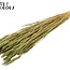 Sun-Bleached Wheat | Colour: Light Green | Triticum Dried Flowers | Length ± 60 centimetres | Weight 220 grams | Per bunch