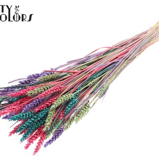 QC Sun-Bleached Wheat | Colourful 7 | Colour: Mixed Colours | Triticum Dried Flowers | Length ± 60 centimetres | Weight 220 grams | Per bunch