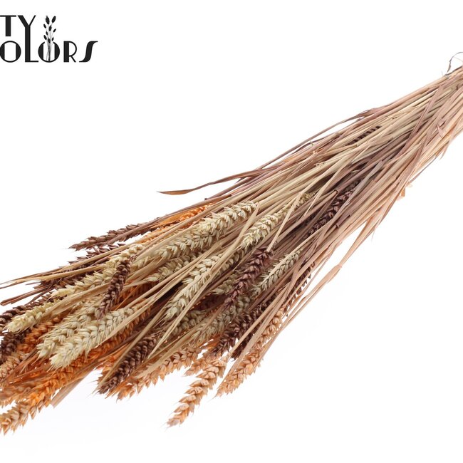 Sun-Bleached Wheat | Colourful 3 | Colour: Mixed Colours | Triticum Dried Flowers | Length ± 60 centimetres | Weight 220 grams | Per bunch
