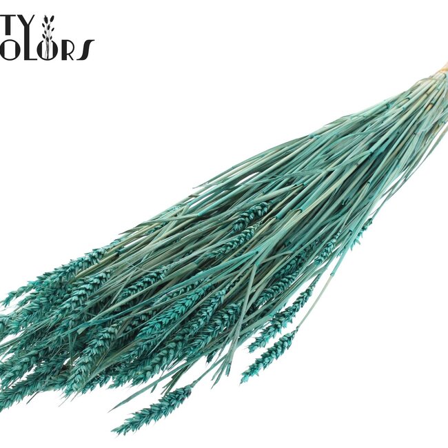 Sun-bleached Wheat | Colour: Turquoise | Triticum Dried Flowers | Length ± 60 centimetres | Weight 220 grams | Per bunch
