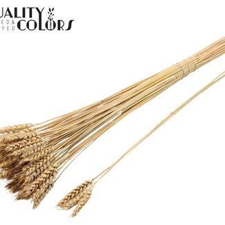 QC Gedroogde Tarwe | Kleur: Naturelle Bruin | Triticum Droogbloemen | Lengte ± 55 centimeter | 3 stuks per tak | Per 25 takken