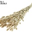 Dried Hare's Tail Grass Premium | Colour: Natural | Lagurus Ovatus dried flowers | Length ± 70 centimetres | Weight 100 grams | Per bunch