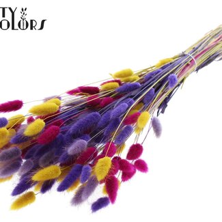 QC Queue de lièvre séchée Premium | Coloré 11 | Couleur : Couleurs Mélangées | Lagurus Ovatus fleurs séchées | Longueur ± 70 centimètres | Poids 100 grammes | Par bouquet
