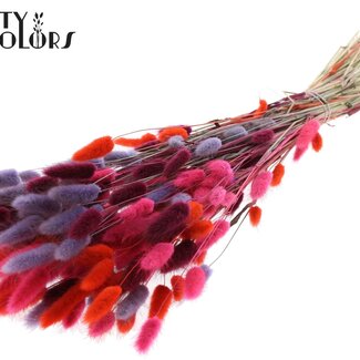 QC Getrocknete Hasenschwänzchen Premium | Farbige 9 | Farbe: Gemischte Farben | Lagurus Ovatus Trockenblumen | Länge ± 70 Zentimeter | Gewicht 100 Gramm | Pro Bund