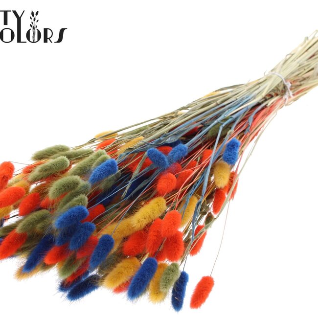 Dried Bunny Tails Premium | Colourful 6 | Colour: Mixed Colours | Lagurus Ovatus dried flowers | Length ± 70 centimetres | Weight 100 grams | Per bunch