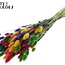 Gedroogde Hazenstaartjes Premium | Kleurrijk 2 | Kleur: Gemengde Kleuren | Lagurus Ovatus droogbloemen | Lengte ± 70 centimeter | Gewicht 100 gram | Per bos