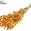 Gedroogde Hazenstaartjes Premium | Kleur: Abrikooskleurig | Lagurus Ovatus droogbloemen | Lengte ± 70 centimeter | Gewicht 100 gram | Per bos