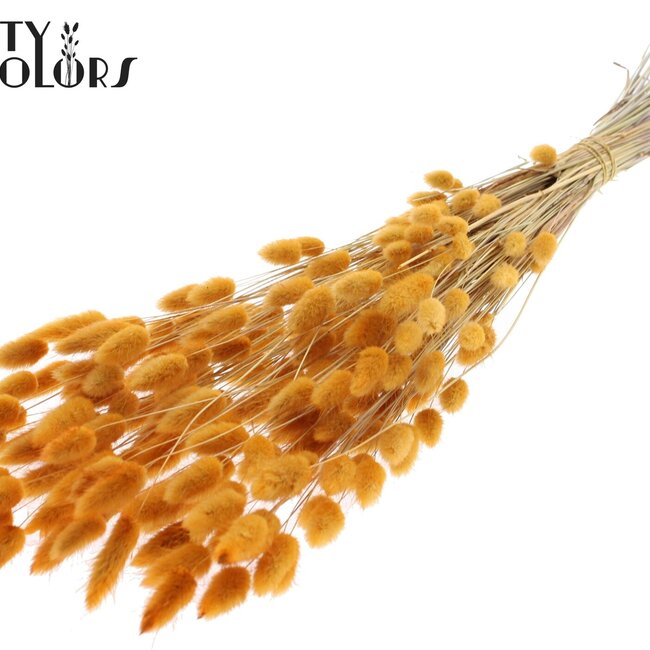 Gedroogde Hazenstaartjes Premium | Kleur: Abrikooskleurig | Lagurus Ovatus droogbloemen | Lengte ± 70 centimeter | Gewicht 100 gram | Per bos