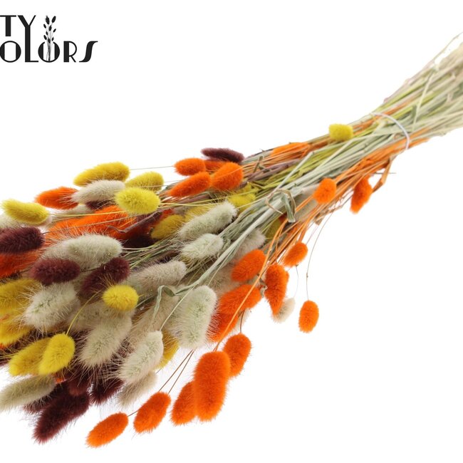 Gedroogde Hazenstaartjes Premium | Kleurrijk 3 | Kleur: Gemengde Kleuren | Lagurus Ovatus droogbloemen | Lengte ± 70 centimeter | Gewicht 100 gram | Per bos