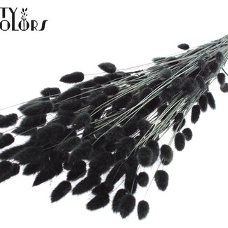 QC Queue de lièvre séchée Premium | Couleur : Noir | Fleurs séchées Lagurus Ovatus | Longueur ± 70 centimètres | Poids 100 grammes | Par bouquet