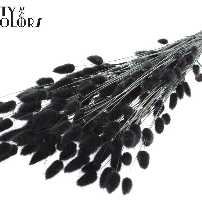 Dried Hare's Tails Premium | Colour: Black | Lagurus Ovatus dried flowers | Length ± 70 centimetres | Weight 100 grams | Per bunch