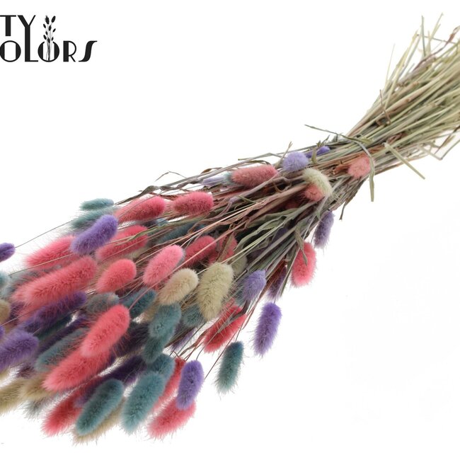 Gedroogde Hazenstaartjes Premium | Kleurrijk 1 | Kleur: Gemengde Kleuren | Lagurus Ovatus droogbloemen | Lengte ± 70 centimeter | Gewicht 100 gram | Per bos