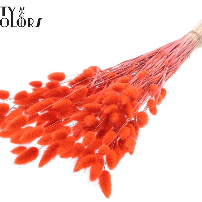 Queue de lièvre séchée Premium | Couleur : Corail | Fleurs séchées Lagurus Ovatus | Longueur ± 70 centimètres | Poids 100 grammes | Par bouquet