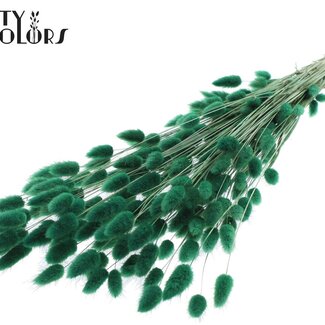 QC Getrocknete Hasenschwänzchen Premium | Farbe: Grün | Lagurus Ovatus Trockenblumen | Länge ± 70 Zentimeter | Gewicht 100 Gramm | Pro Bund